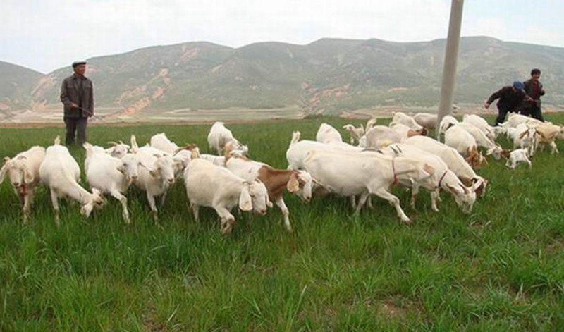 長春養(yǎng)殖場(chǎng)專業(yè)反滲透純凈水設(shè)備