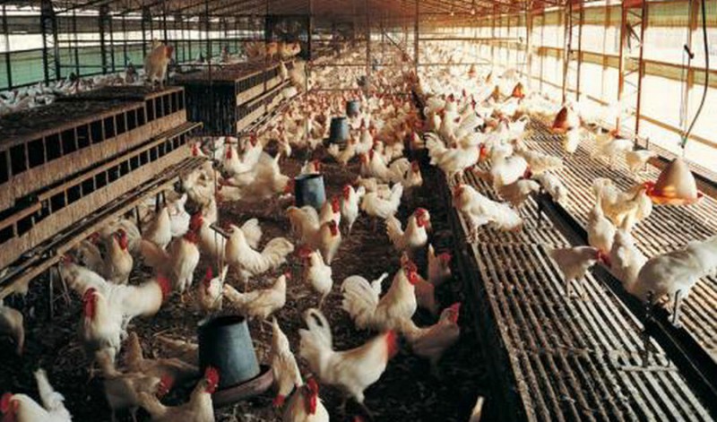 長春雞場專用純凈水設(shè)備