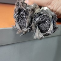 石墨盤(pán)根生產(chǎn)廠(chǎng)家